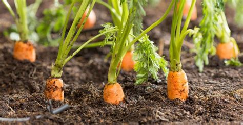 Case study: Effect of coal-based soil amendments on carrots grown in sandy soil | AUSVEG