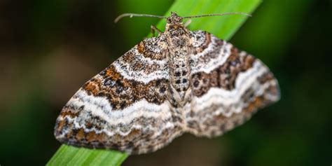 Why Are Moths Drawn to Light? | Sporcle Blog