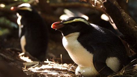 Fiordland Penguin Facts | Anatomy, Diet, Habitat, Behavior - Animals Time