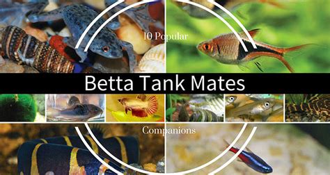 10 Safe Betta Fish Tank Mates & Companions | Bettafish.org