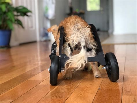 B.C.-made dog wheelchair aims to keep old Rovers roving | CBC News