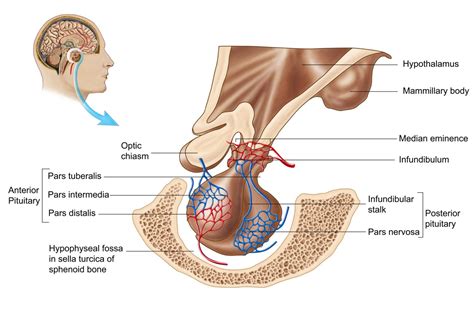 Pituitary Gland - Function and Hormone Production