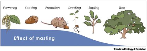 Evolutionary ecology of masting: mechanisms, models, and climate change ...