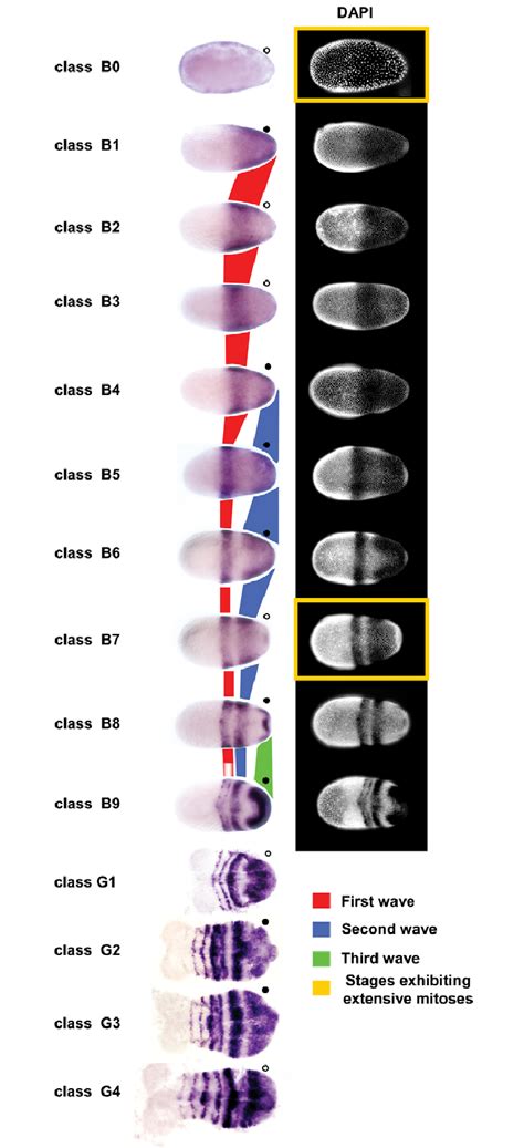 Waves of Tc-eve expression propagate from posterior to anterior in both... | Download Scientific ...