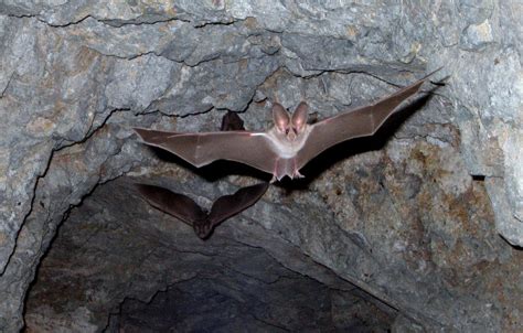 13 Awesome Facts About Bats | U.S. Department of the Interior