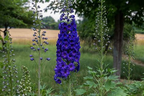 Delphinium Flowers: Beautiful But Poisonous • Insteading