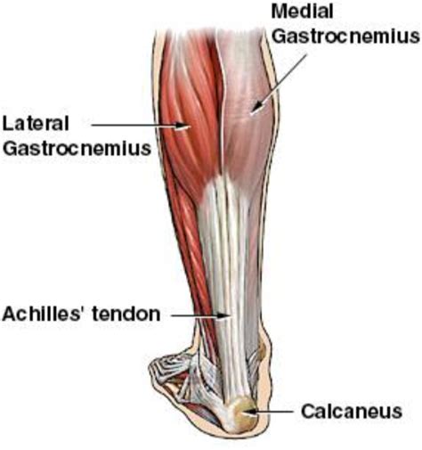 Achilles Tendon Rupture – Core EM