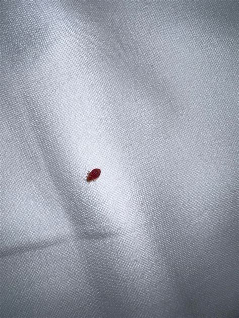 Found bed bugs in hotel room, advice? : r/Bedbugs