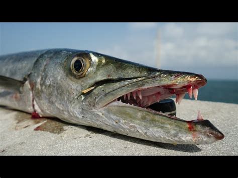 Barracuda Eating Fish