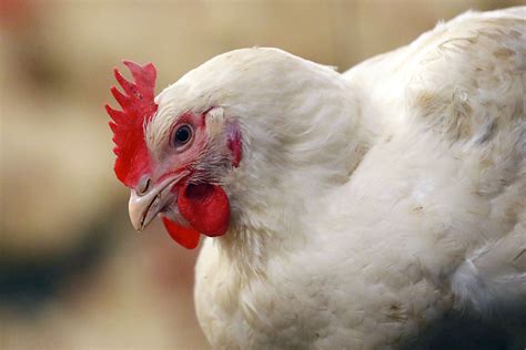 Beak trimming – the way ahead for the UK - Poultry World