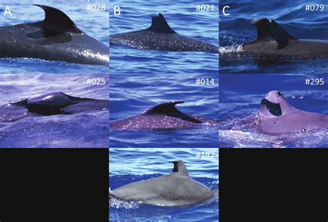 Identification photographs of individuals exhibiting bent dorsal fins:... | Download Scientific ...