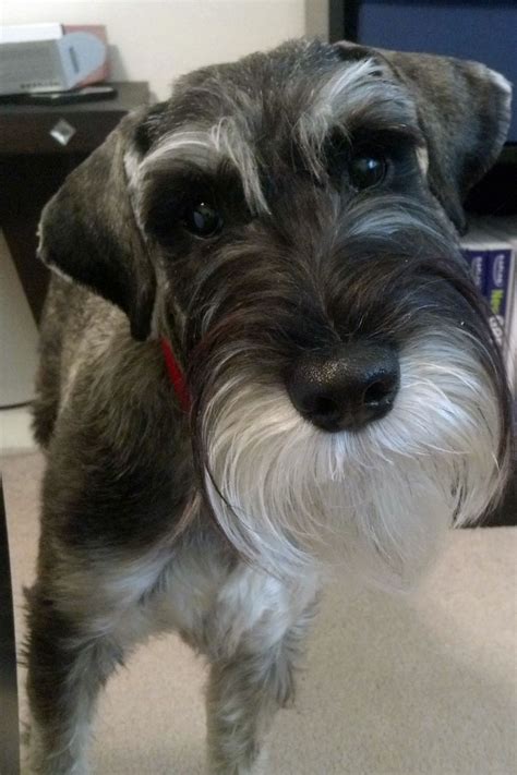 Daniel Strats Post 1 (With images) | Schnauzer grooming, Dog bearding, Schnauzer