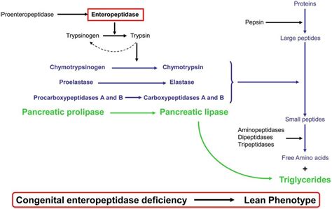 Cascade of biochemical events starting with proenteropeptidase.... | Download Scientific Diagram