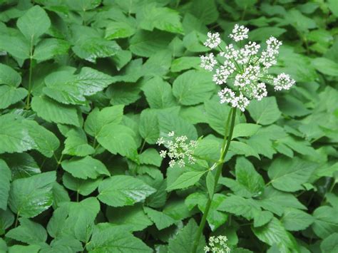 Maryland Biodiversity Project - Bishop's Goutweed (Aegopodium podagraria)