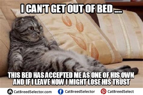 Lazy Cat Memes – Cat Breed Selector