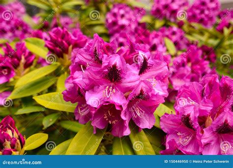 Rhododendron in Different Colors and Different Varieties Stock Photo ...