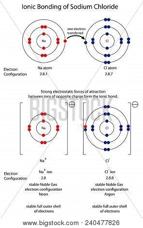 Diagram Show Ionic Vector & Photo (Free Trial) | Bigstock