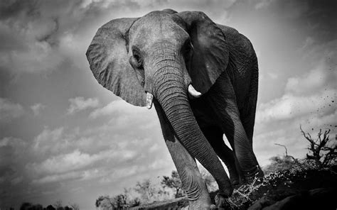 Black Elephant Wallpapers - Top Free Black Elephant Backgrounds ...