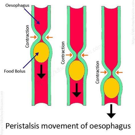 [DIAGRAM] Diagram Of Peristalsis FULL Version HD Quality Of Peristalsis - MYDIAGRAM.ONLINE