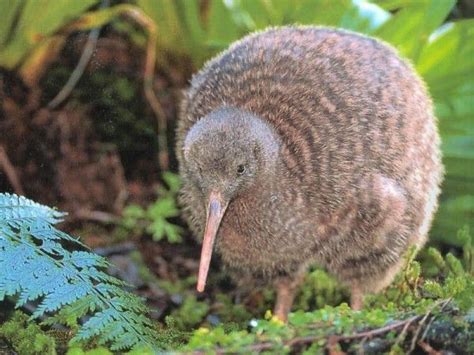 Curious Facts about the Kiwi Bird-Impressive Magazine | Unusual animals ...