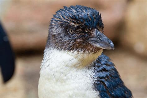 Little Blue Penguin Facts - CRITTERFACTS