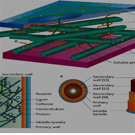 1: a) Cell wall structure containing cellulose microfibrils,... | Download Scientific Diagram