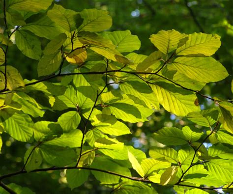 Fagus sylvatica - EUFORGEN European forest genetic resources programme