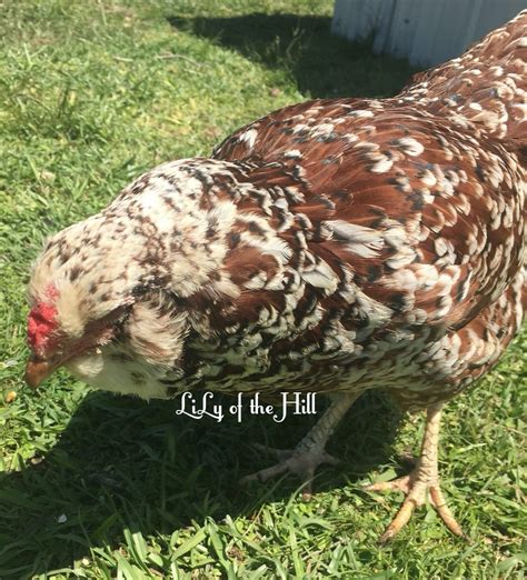 Spangled Russian Orloff Hatching Eggs - Lily of the Hill Farm