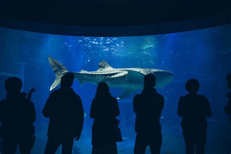 Whale shark at Osaka Aquarium - Inside Osaka