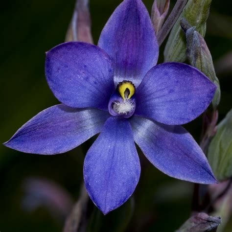 Thelymitra orchids (native Australian sun orchids) - PentaxForums.com