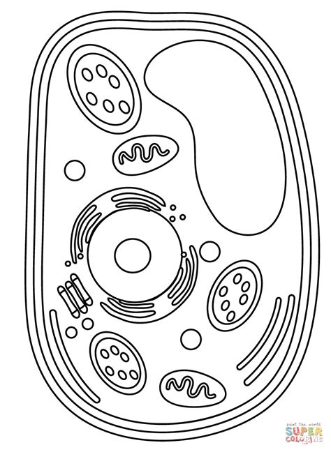 Plant Cell coloring page | Free Printable Coloring Pages