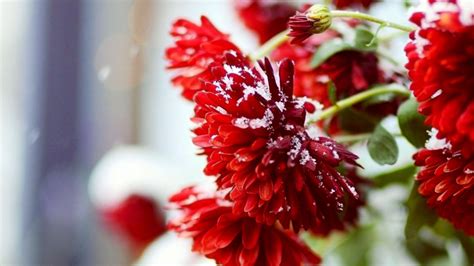 Winter Flowers wallpaper | 1920x1080 | #57940