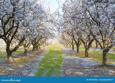 Blooming Almond Trees stock photo. Image of love, blooming - 99184706