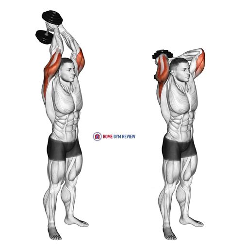 Dumbbell Standing Triceps Extension - Home Gym Review