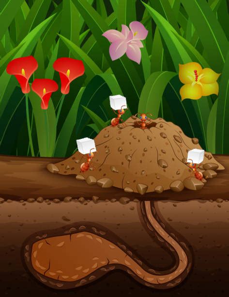 Ant Tunnels Illustrations, Royalty-Free Vector Graphics & Clip Art - iStock