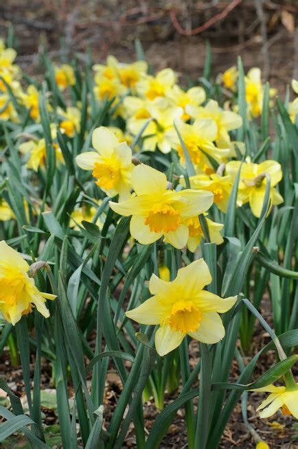 How to Plant Daffodils — the kokoro garden