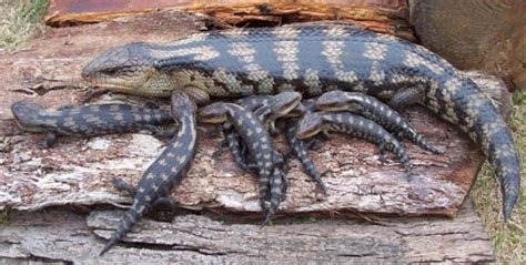 Keeping Blotched Blue Tongued Lizards - Human Animal Science