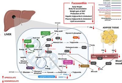 Frontiers | Fucoxanthin: A Promising Phytochemical on Diverse Pharmacological Targets