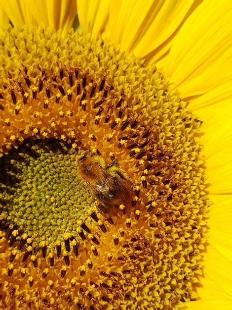 Premium Photo | Close-up of honey bee on sunflower