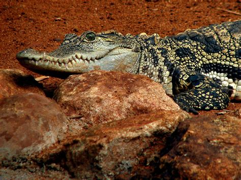 A crocodile in India | A crocodile in India | Nikhil Verma | Flickr