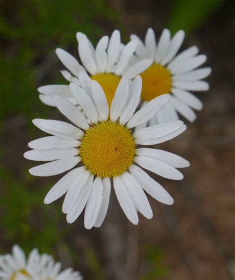 Oxeye daisy (Leucanthemum vulgare) | Identify that Plant