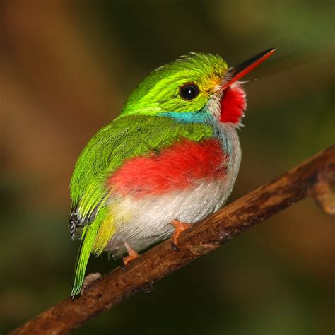 The Cuban Tody Bird | Colibri, Pajaros, Ave del paraíso