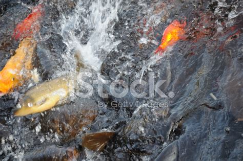 Fish Feeding Frenzy Stock Photo | Royalty-Free | FreeImages