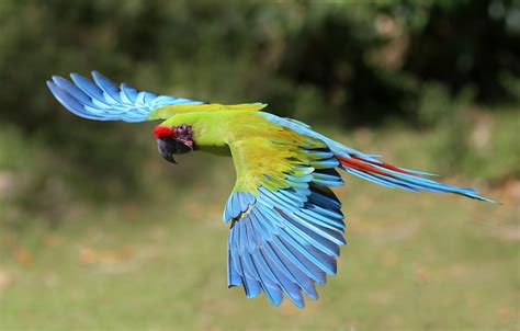 All sizes | Great Green Macaw - Selva Verde, Costa Rica | Flickr - Photo Sharing!