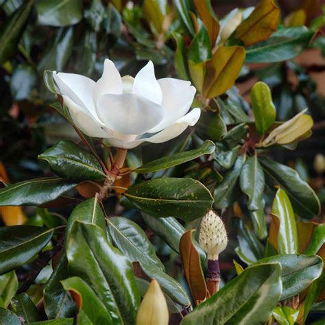 Little Gem Dwarf Southern Magnolia | Western Star Nurseries