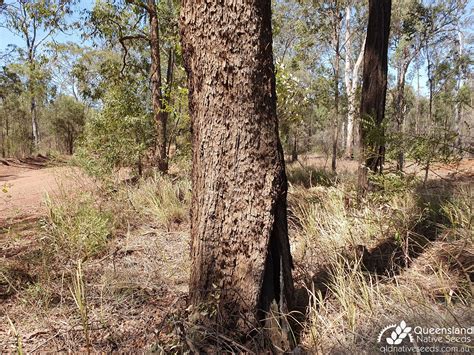 Corymbia trachyphloia "Brown Bloodwood" - Plant Profiles - Queensland Native Seeds