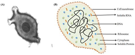 Vaccines | Free Full-Text | Infection, Transmission, Pathogenesis and Vaccine Development ...