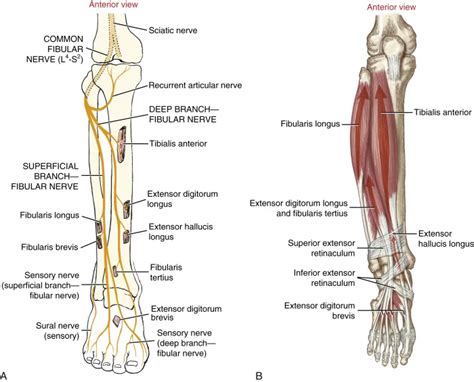 PDF] Fibular (peroneal) Neuropathy: Electrodiagnostic, 40% OFF