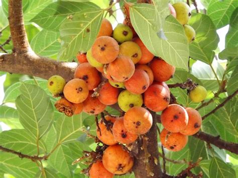 Gular Tree at Rajaji National Park | RAJAJI NATIONAL PARK