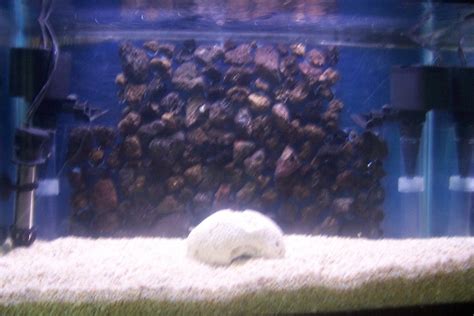 Lava Rock Aquarium Background : 6 Steps - Instructables